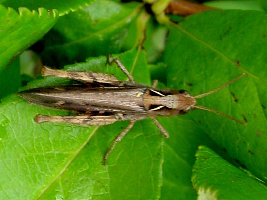 Chorthippus biguttulus Gruppe