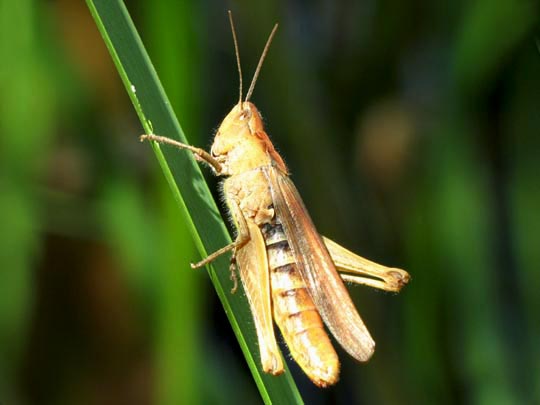 Chorthippus biguttulus Gruppe