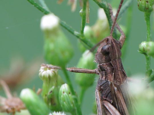 Chorthippus biguttulus Gruppe