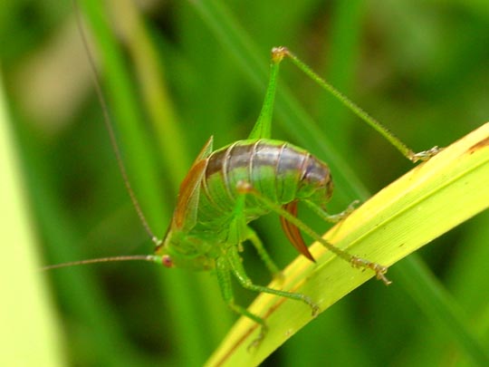 Conocephalus dorsalis, Kurzflügelige Schwertschrecke