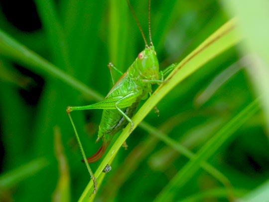 Conocephalus dorsalis, Kurzflügelige Schwertschrecke