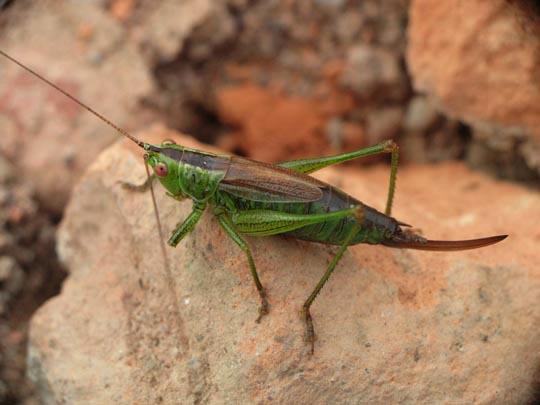 Conocephalus dorsalis, Kurzflügelige Schwertschrecke