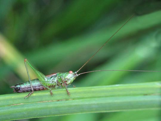 Conocephalus dorsalis, Kurzflügelige Schwertschrecke