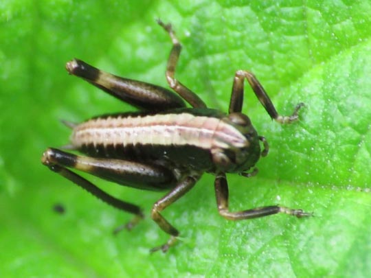 Pholidoptera griseoaptera, Gewöhnliche Strauchschrecke, Nymphe