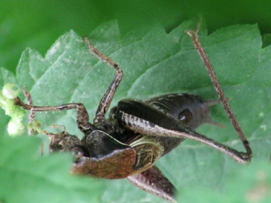 Pholidoptera griseoaptera, Gewöhnliche Strauchschrecke