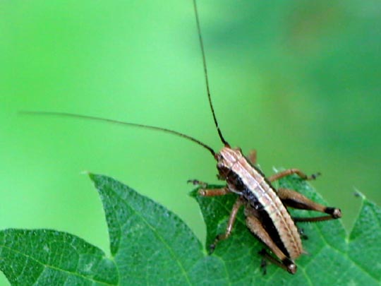 Pholidoptera griseoaptera, Gewöhnliche Strauchschrecke, Nymphe