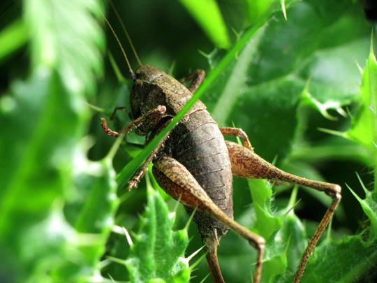 Pholidoptera griseoaptera, Gewöhnliche Strauchschrecke