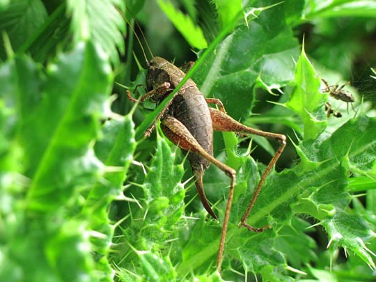 Pholidoptera griseoaptera, Gewöhnliche Strauchschrecke