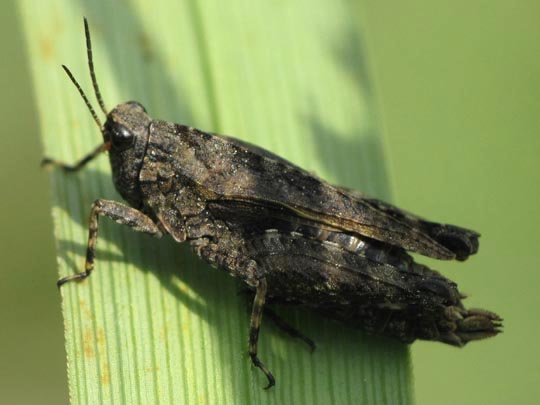 Tetrix undulata, Gemeine Dornschrecke