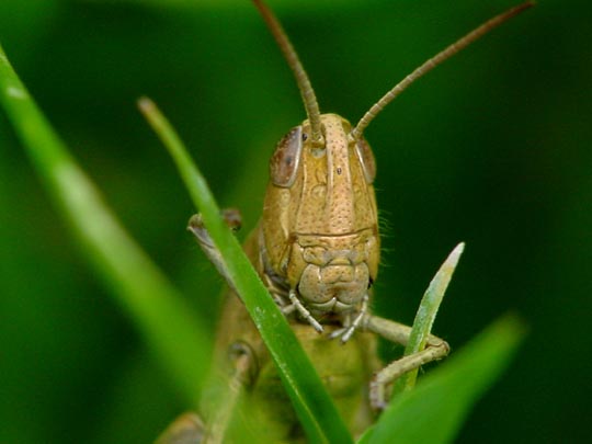 Weißrandiger Grashüpfer, Chorthippus albomarginatus