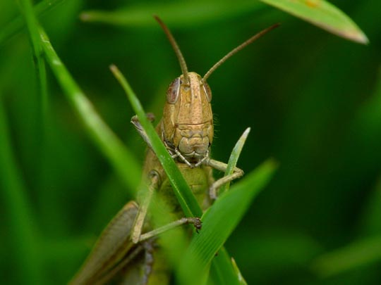 Weißrandiger Grashüpfer, Chorthippus albomarginatus