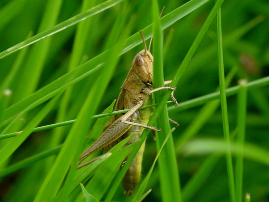 Weißrandiger Grashüpfer, Chorthippus albomarginatus