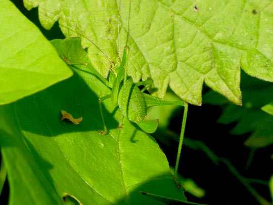 Punktierte Zartschrecke, Leptophyes punctatissima