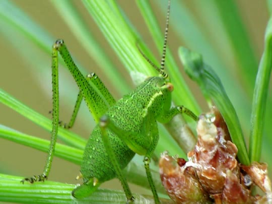 Punktierte Zartschrecke, Leptophyes punctatissima