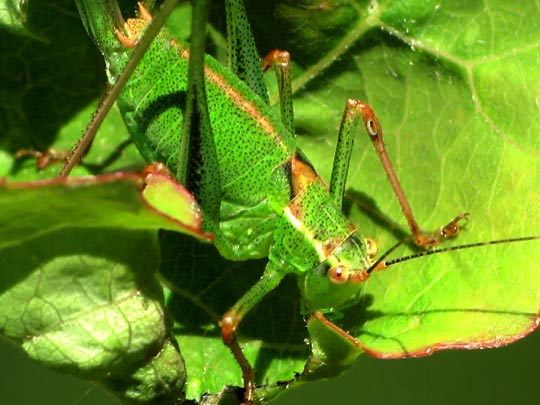 Punktierte Zartschrecke, Leptophyes punctatissima