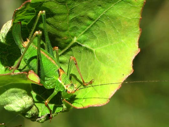 Punktierte Zartschrecke, Leptophyes punctatissima