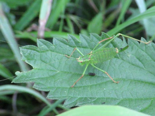 Punktierte Zartschrecke, Leptophyes punctatissima