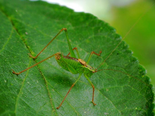 Punktierte Zartschrecke, Leptophyes punctatissima