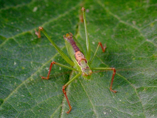 Punktierte Zartschrecke, Leptophyes punctatissima