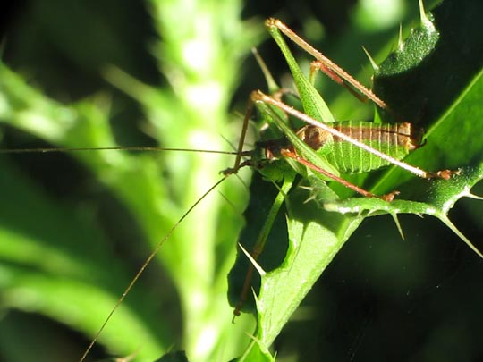 Punktierte Zartschrecke, Leptophyes punctatissima