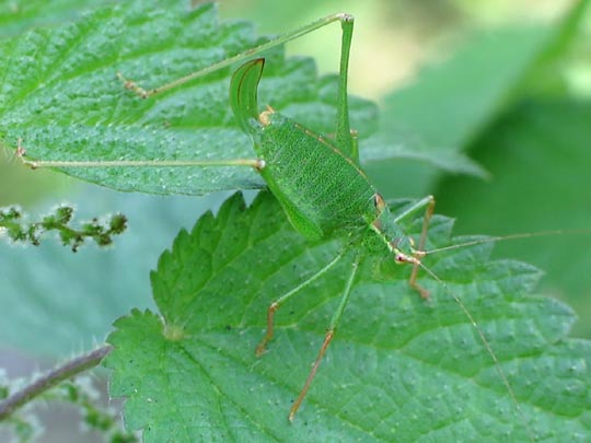 Punktierte Zartschrecke, Leptophyes punctatissima