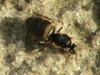 Formicidae, Ameisen