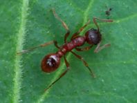 Formicidae, Ameisen, Myrmica