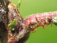 Formicidae, Ameisen