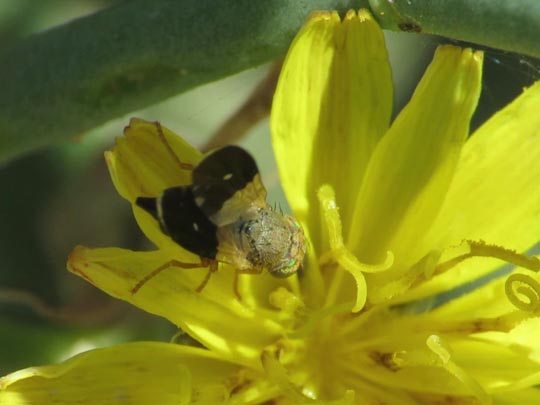 Bohrfliege, Tephritidae