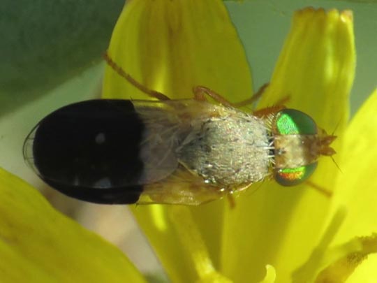 Bohrfliege, Tephritidae