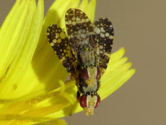 Bohrfliege, Tephritidae