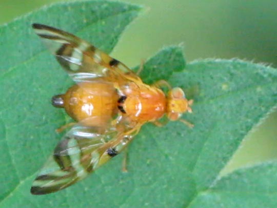 Myoleja lucida