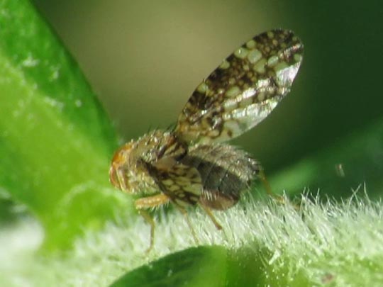 Oxyna parietina