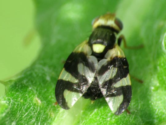 Urophora cf. stylata