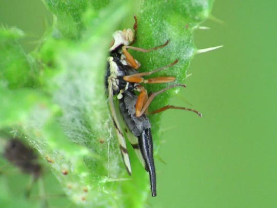 Urophora cf. stylata