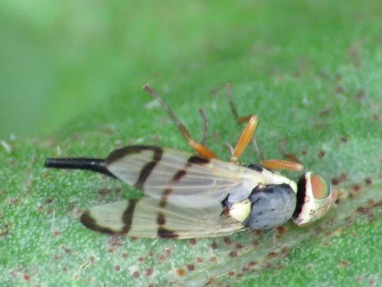 Urophora cf. stylata