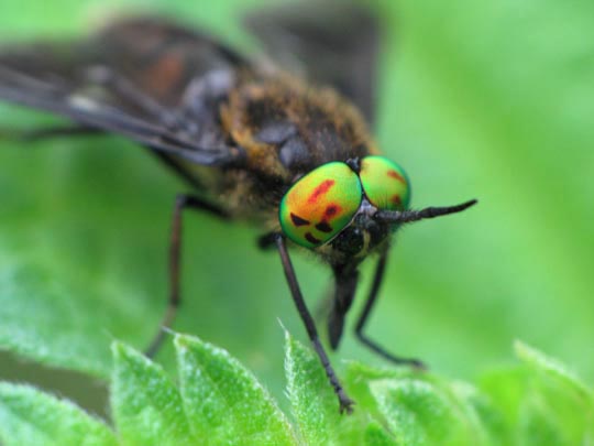 Chrysops, Bremse