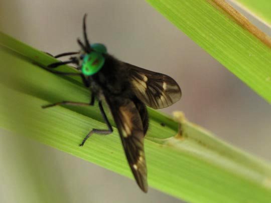 Chrysops, Bremse