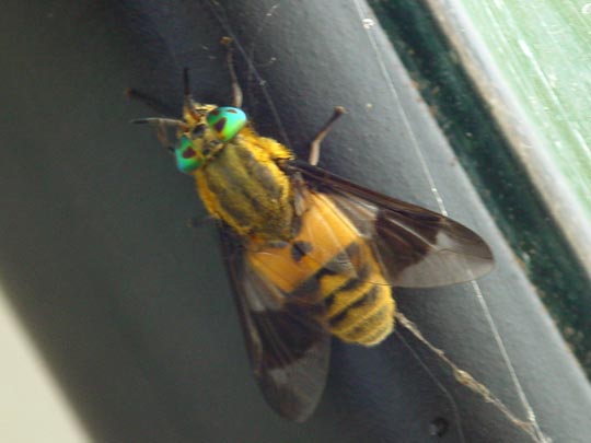 Chrysops viduatus, Bremse