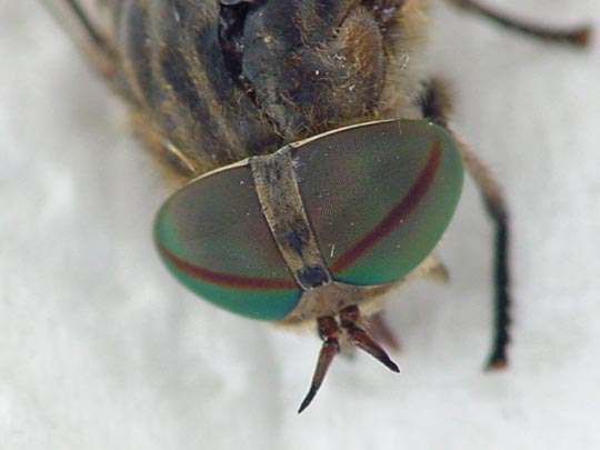 Tabanus bromius, Bremse