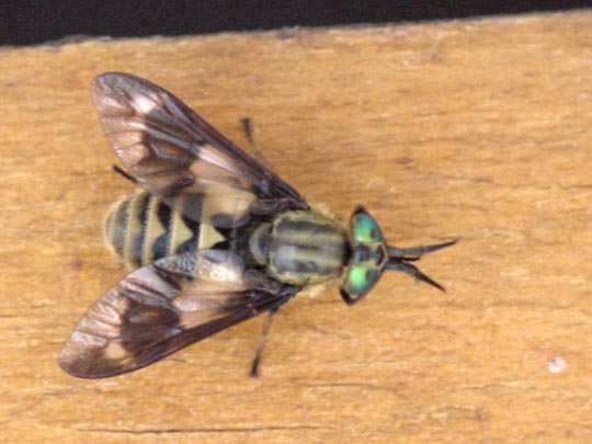 Chrysops relictus, Bremse
