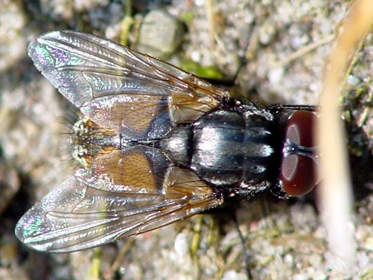 Musca autumnalis