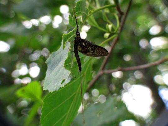 Eintagsfliege, Ephemeroptera