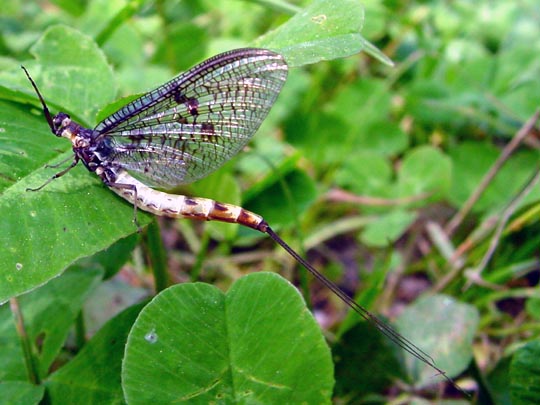 Eintagsfliege, Ephemeroptera