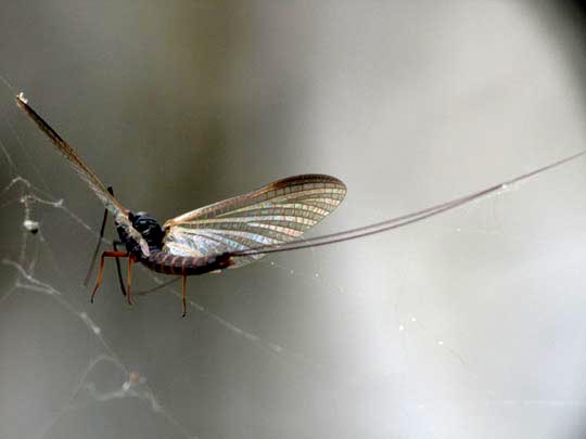 Eintagsfliege, Ephemeroptera