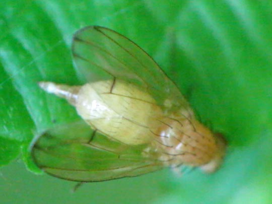 Tricholauxania praeusta