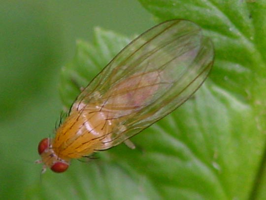 Meiosimyza sp.