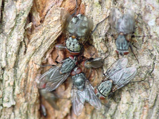 Fleischfliegen, Sarcophagidae