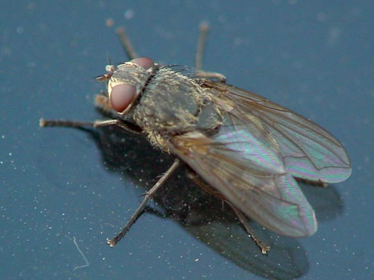 Fleischfliegen, Sarcophagidae