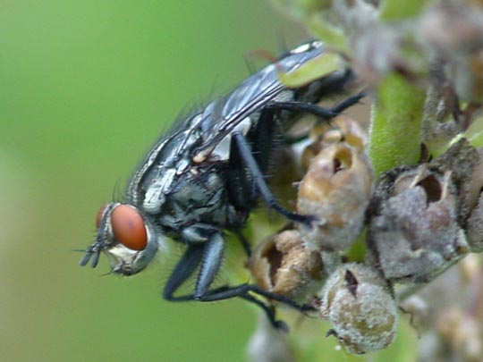 Fleischfliegen, Sarcophagidae